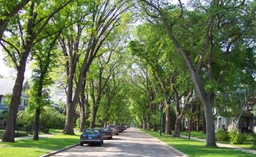 Exemple de rangées d’arbres en bordure d’une voie publique